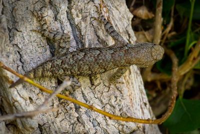 Clark's Spiny Lizard