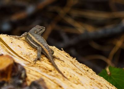 Striped Plateau Lizard