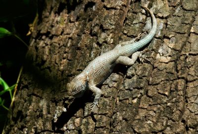 Clark's Spiny Lizard
