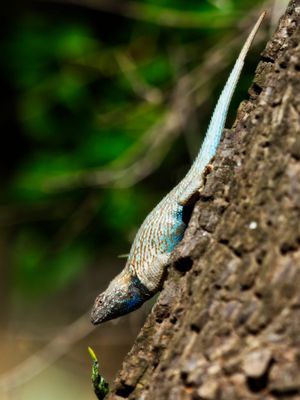 Clark's Spiny Lizard