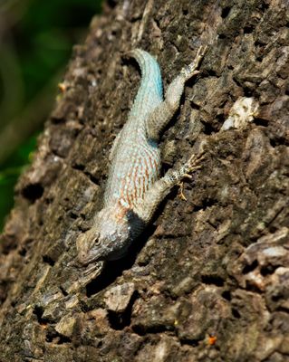 Clark's Spiny Lizard
