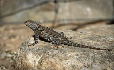 Clark's Spiny Lizard