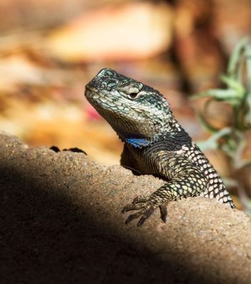Yarrow's Spiny Lizard