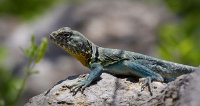 Eastern Collared Lizard