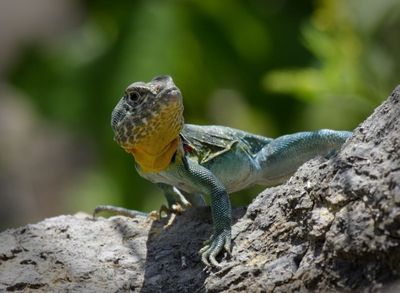 Eastern Collared Lizard