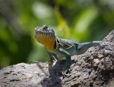 Eastern Collared Lizard