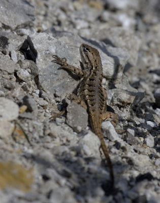 Eastern Fence Lizard