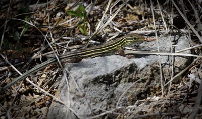 Eastern Six-lined Racerunner