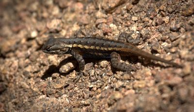 Eastern Fence Lizard