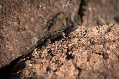 Eastern Fence Lizard