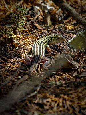 Eastern Six-lined Racerunner