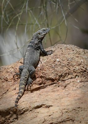Spiny-tailed Iguana