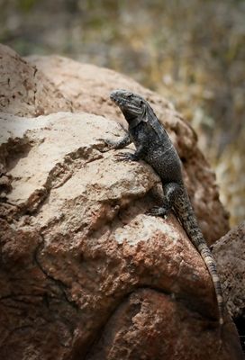 Spiny-tailed Iguana