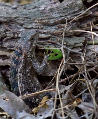 Texas Spiny Lizard