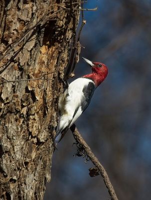 Red-headed Woodpecker