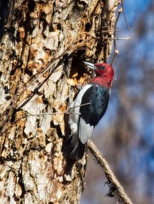 Red-headed Woodpecker