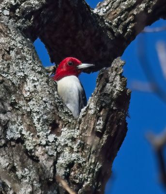 Red-headed Woodpecker