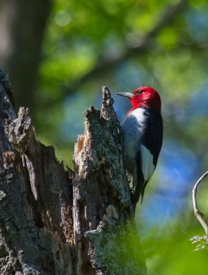 Red-headed Woodpecker