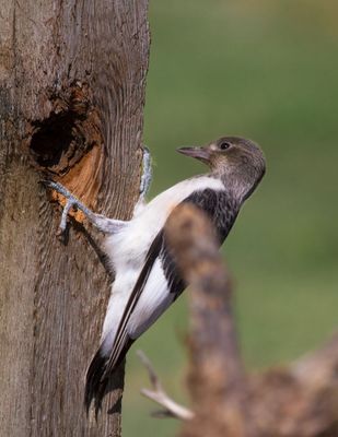 Red-headed Woodpecker