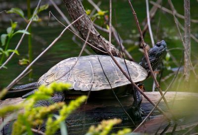 Eastern River Cooter
