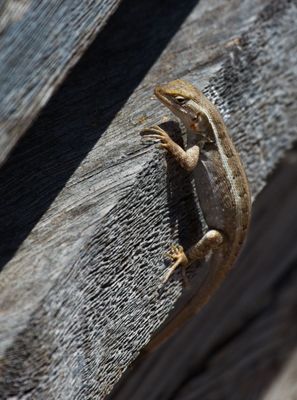 Rose-bellied Lizard
