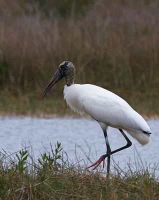 Wood Stork