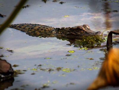 American Alligator