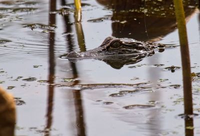 American Alligator