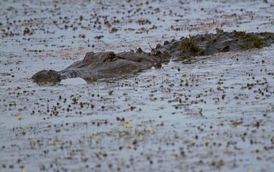 American Alligator
