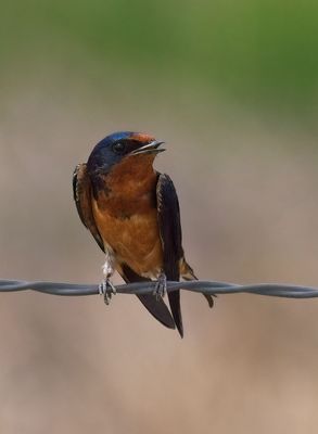 Swallows