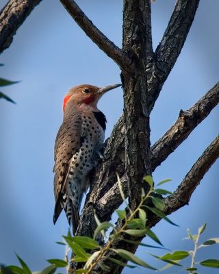 Northern Flicker