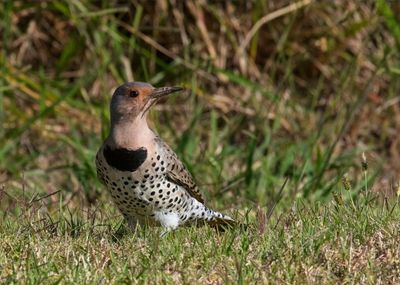 Northern Flicker