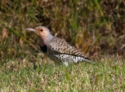 Northern Flicker