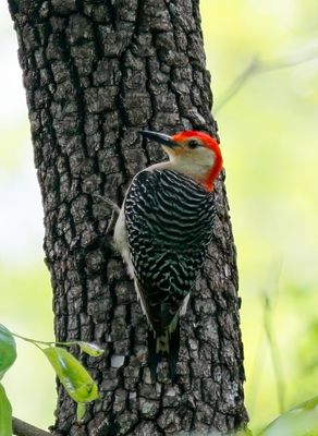 Red-bellied Woodpecker
