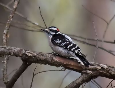 Downy Woodpecker
