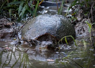 Turtles