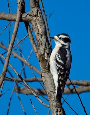 Woodpeckers