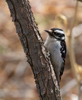 Downy Woodpecker