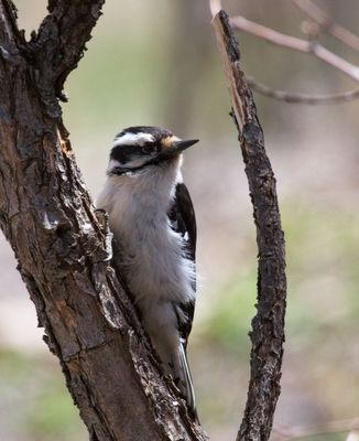 Downy Woodpecker