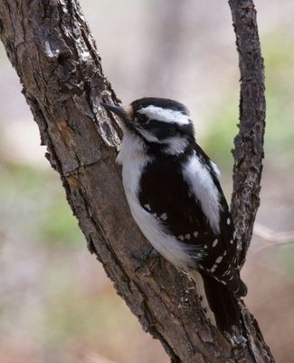 Woodpeckers