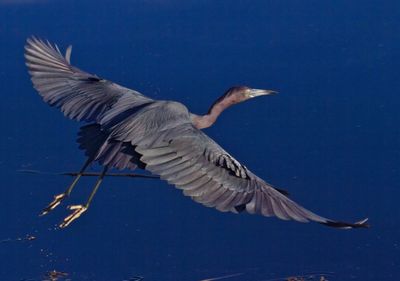 Little Blue Heron