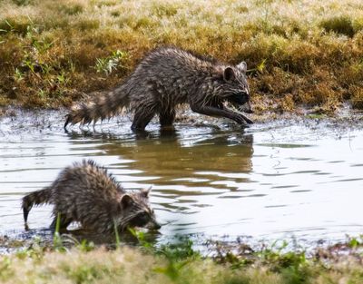 Raccoons and Family