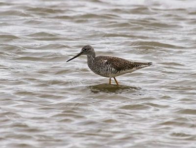 Greater Yellowlegs