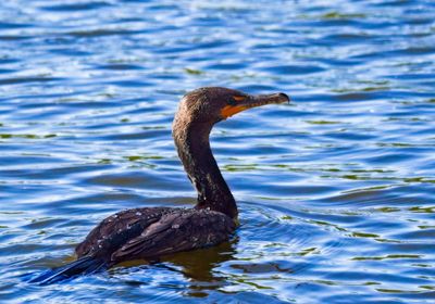 Cormorants & Darters