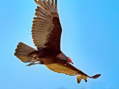 Vultures