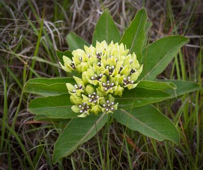 Dogbane Family