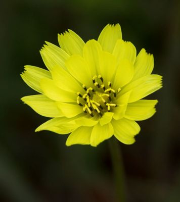 Smallflower Desert-chicory