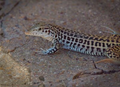 Common Checkered Whiptail
