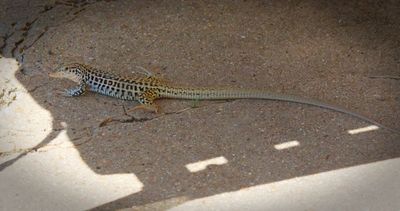 Common Checkered Whiptail