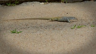 Common Checkered Whiptail